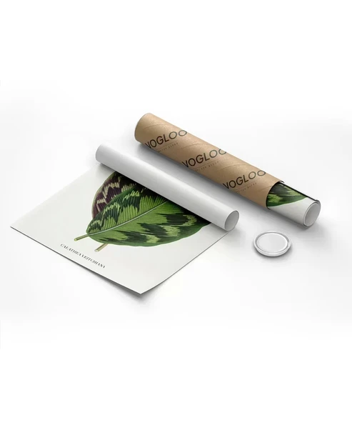 Çerçevesiz Poster Benjamin Fawsett Calathea Veitchiana - Resim 2