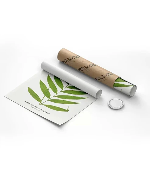 Çerçevesiz Poster Polypodium Inaequale - Resim 2