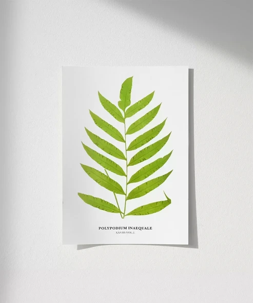 Çerçevesiz Poster Polypodium Inaequale ürün görseli