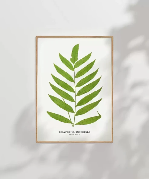 Çerçevesiz Poster Polypodium Inaequale - Resim 8