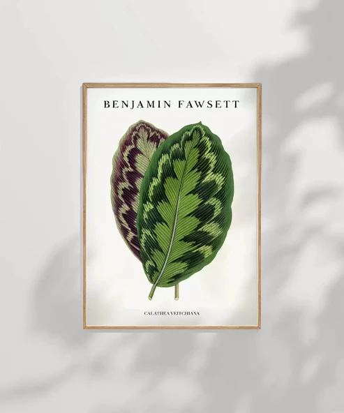 Çerçevesiz Poster Benjamin Fawsett Calathea Veitchiana - Resim 8