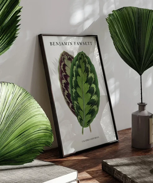 Çerçevesiz Poster Benjamin Fawsett Calathea Veitchiana - Resim 6