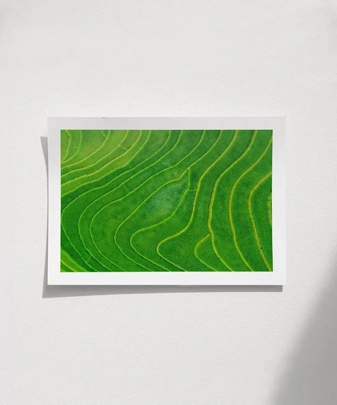 Çerçevesiz Poster Sonsuz Yeşil Teraslar ürün görseli