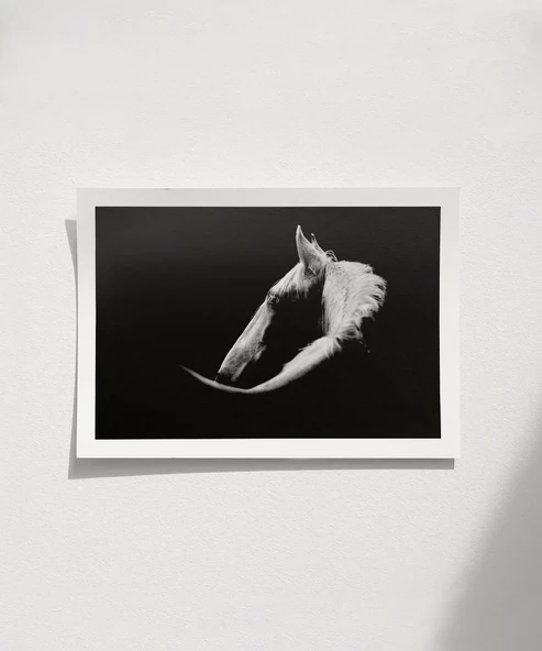 Çerçevesiz Poster Gölgedeki Asalet ürün görseli