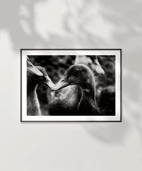 Çerçevesiz Poster Ördekler Arasında - Resim 2