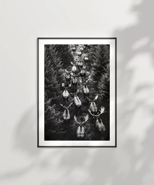 Çerçevesiz Poster Ormanın Sessiz Sürüsü - Resim 2