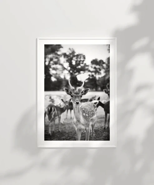 Çerçevesiz Poster Meraklı Bakışlar - Resim 6