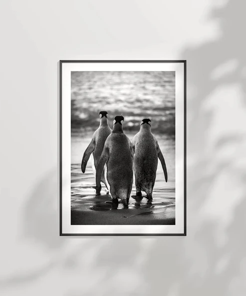 Çerçevesiz Poster Penguen Kardeşliğ, - Resim 2