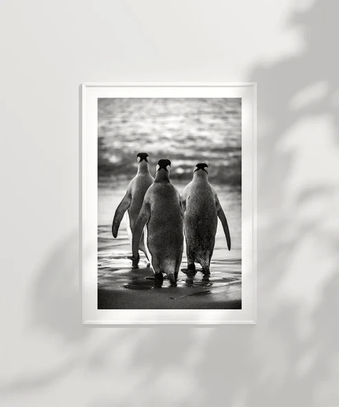 Çerçevesiz Poster Penguen Kardeşliğ, - Resim 6