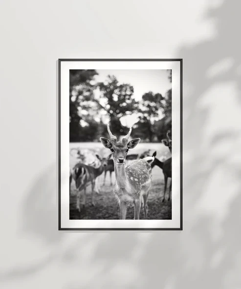 Çerçevesiz Poster Meraklı Bakışlar - Resim 2