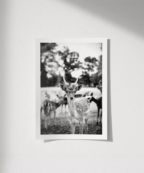 Çerçevesiz Poster Meraklı Bakışlar ürün görseli