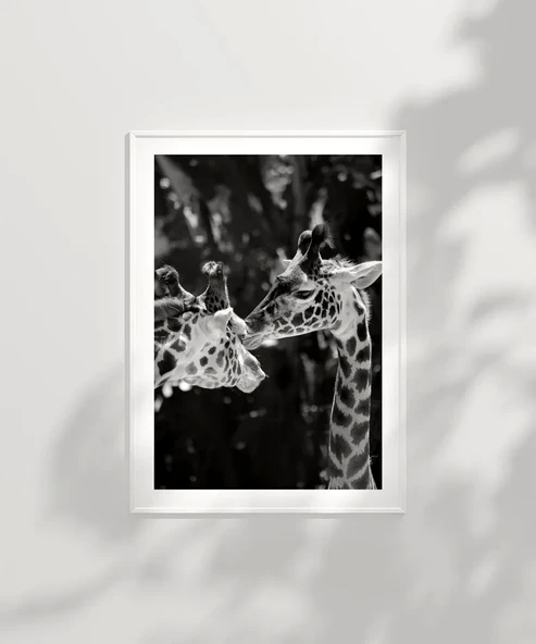 Çerçevesiz Poster Uzun Boylu Aşk - Resim 6