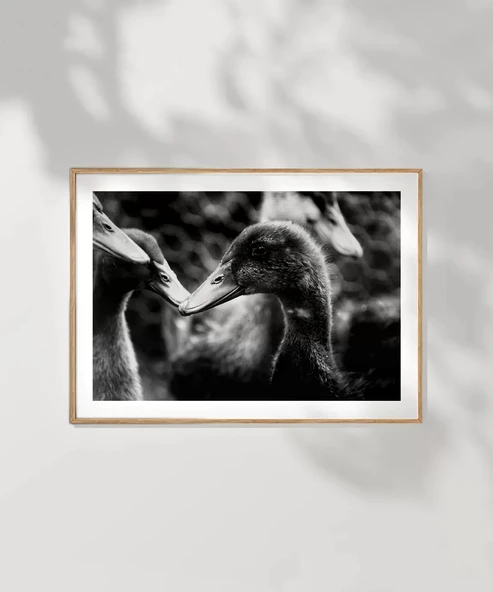 Çerçevesiz Poster Ördekler Arasında - Resim 7