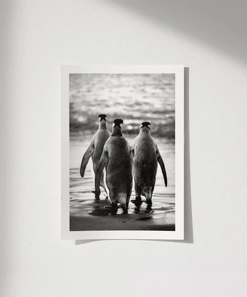 Çerçevesiz Poster Penguen Kardeşliğ, ürün görseli