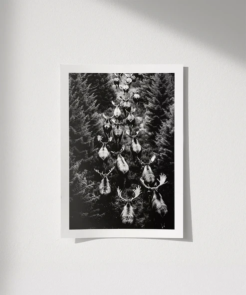 Çerçevesiz Poster Ormanın Sessiz Sürüsü ürün görseli