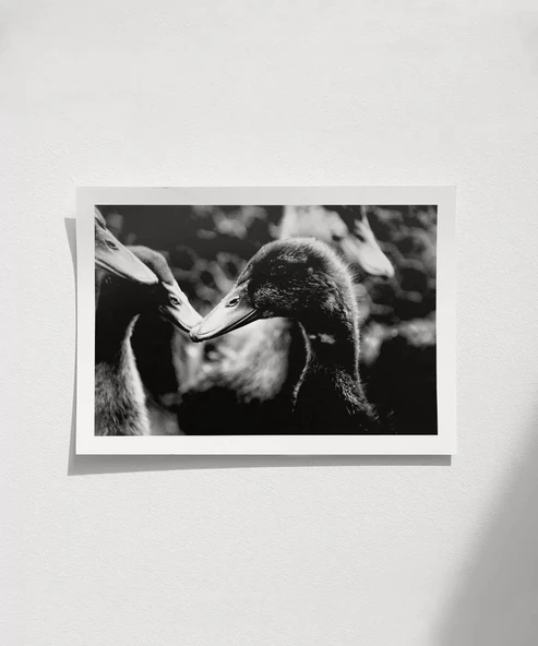 Çerçevesiz Poster Ördekler Arasında ürün görseli