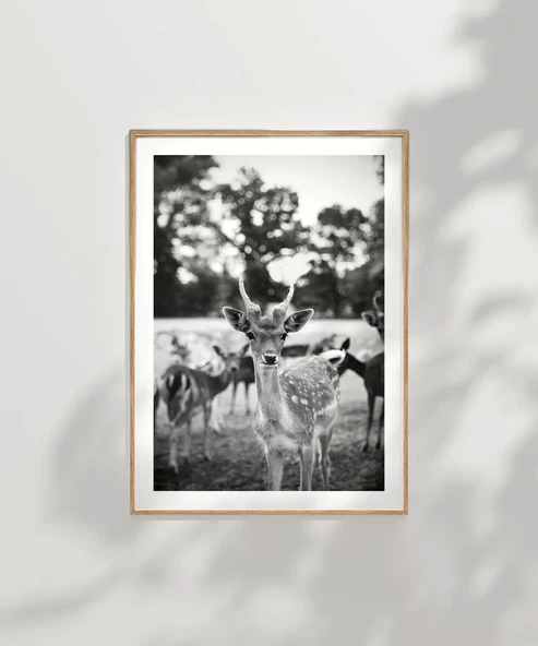 Çerçevesiz Poster Meraklı Bakışlar - Resim 7