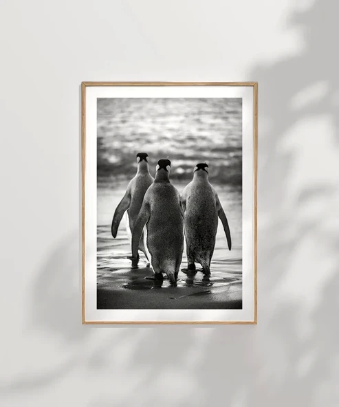 Çerçevesiz Poster Penguen Kardeşliğ, - Resim 7