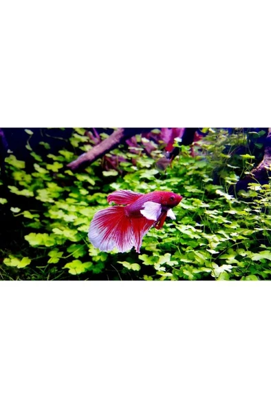 Crystalpro Betta Aqua Conditioner 125ml Skt:09/2028 - Resim 3