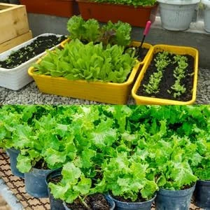 HUMİK FULVİK ASİT, Biohumus Organik gübre, Organik Sertifikalı, Kök geliştirici, toprak düzenleyici, bitki besleyici, 10 Litre - 2