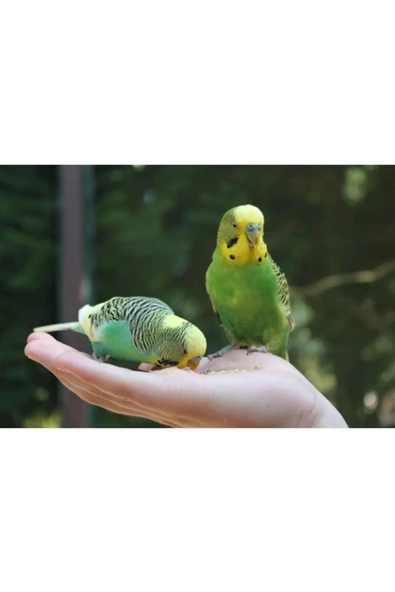 Beaks  Beak's Kabuksuz Muhabbet Kuş Yemi 750 gr - 2