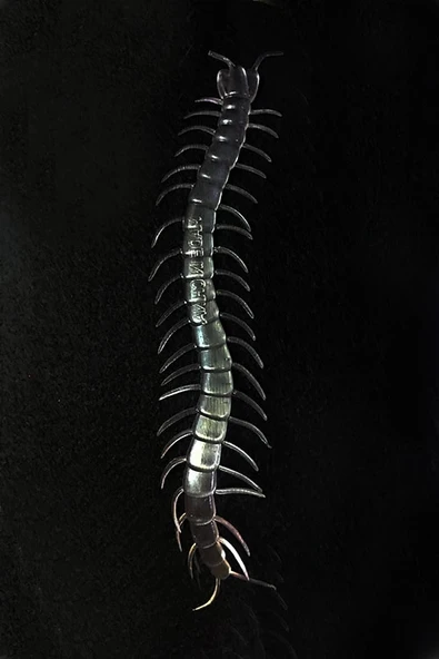 CEYLAN ADAM Nessiworld  Şeffaf Renk Karanlıkta Parlayan Fosforlu Kırkayak 13 cm 1 Adet ürün görseli