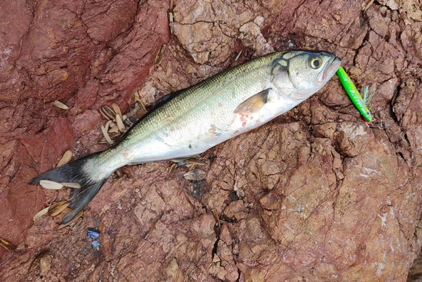 Sardin 60g - Sahte Yem Kaşık Rapala - Levrek, Palamut, Lüfer, Çinekop, Turna Için En Iyi Jig Yemi - 3