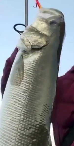 Sardin 60g - Sahte Yem Kaşık Rapala - Levrek, Palamut, Lüfer, Çinekop, Turna Için En Iyi Jig Yemi - 5