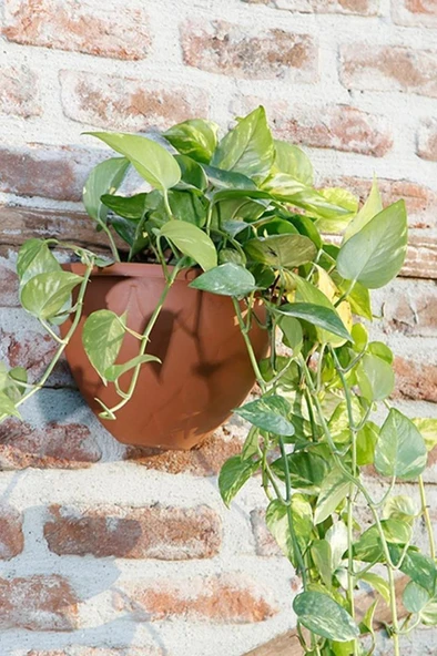 Omnipazar SO-DD01 Dekoratif Damla Duvar Saksı 1.4 Litre Kiremit 6 Adet - Resim 3