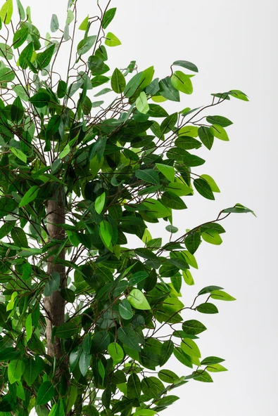 Güleç Yapay Çiçek Yapay Benjamin Ağacı 200 Cm - Resim 3