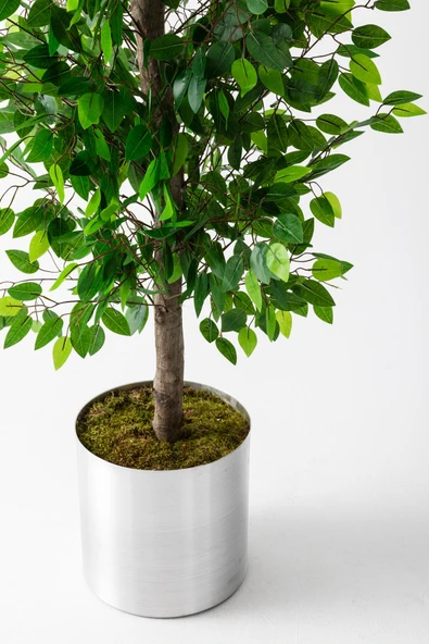 Güleç Yapay Çiçek Yapay Benjamin Ağacı 200 Cm - Resim 4