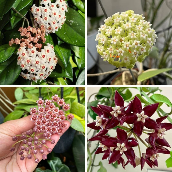 BitkiTÜRK MUM HOYA ÇİÇEĞİ FİDESİ - 2