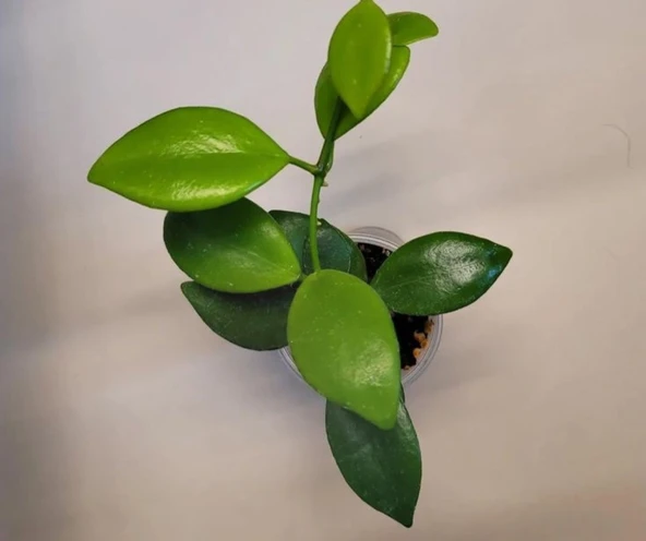 BitkiTÜRK MUM HOYA ÇİÇEĞİ FİDESİ - 3