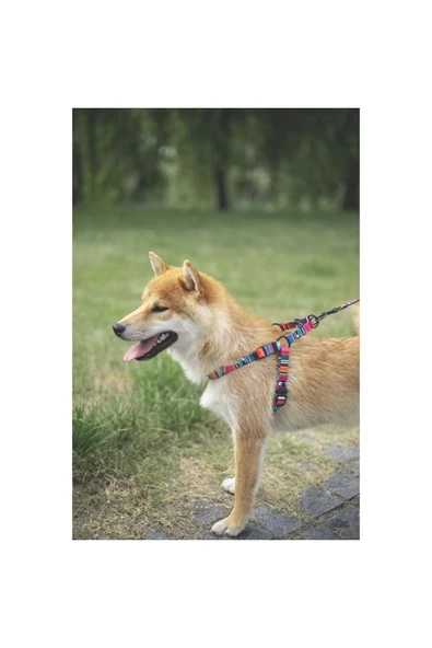 M-PETS Urban Style Jazz Strıpes Göğüs Tasması (L) - 4
