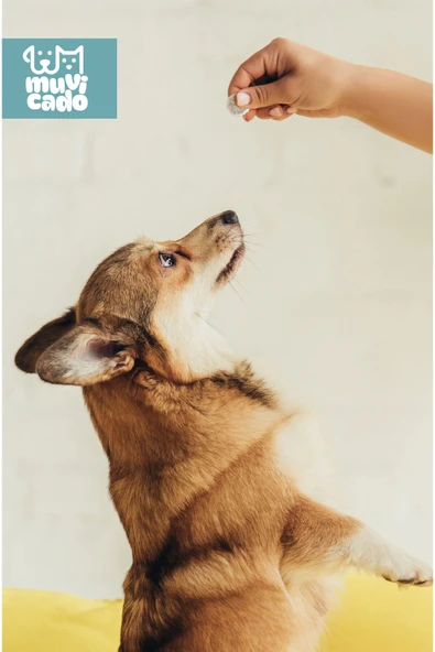 muvicado Kedi Köpek İç Dış Anti Parazit Uzaklaştırıcı Bitkisel Damla Ödül Tablet Seti Bit Pire Giderici - 4