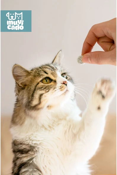 muvicado Kedi İç Dış Bitkisel Parazit İç Dış Damlası Köpek İç Dış Anti Parazit Bit Pire Kene Damla Seti - 4