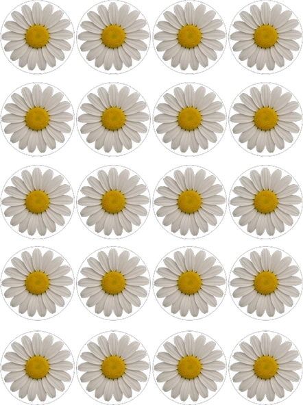 Papatya Yenilebilir Yuvarlak Kurabiye Resim Baskı ürün görseli