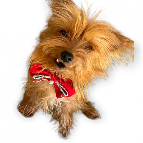 GC Silver Yılbaşı Köpek Papyonu - 3