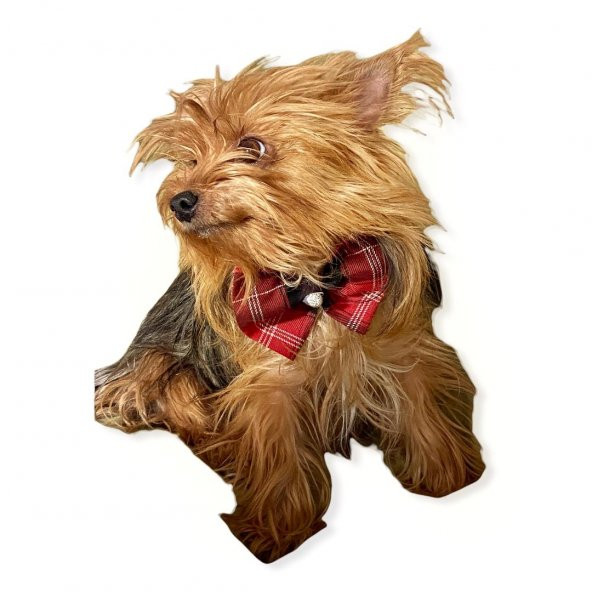 BB Ekose Black Köpek Papyonu - 3