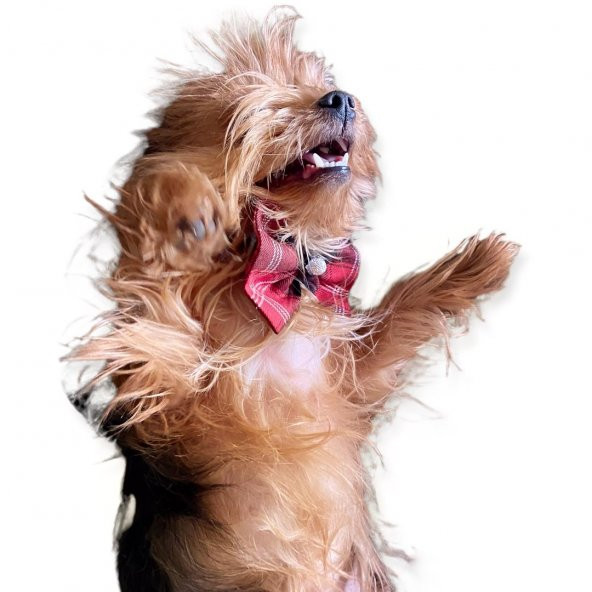 BB Ekose Black Köpek Papyonu - 6