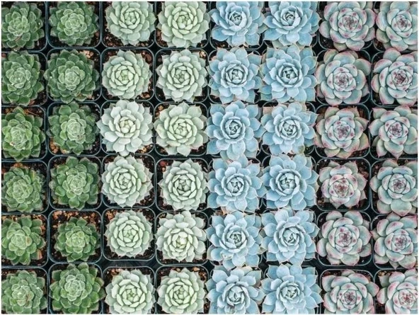 Galison Dolgun Bahçe Puzzle - Resim 9