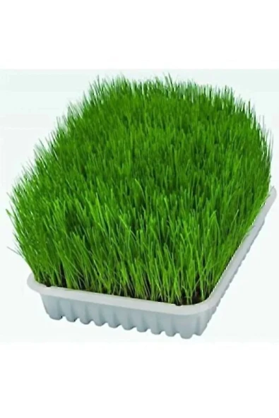 Legopet Kedi Otu Mix Karışım Kedi Çimi 100 gr ürün görseli 1