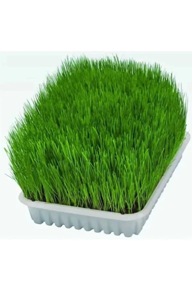 Legopet Kedi Otu Mix Karışım Kedi Çimi 100 gr