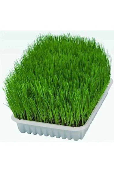 Legopet Kedi Otu Mix Karışım Kedi Çimi 100 gr ürün görseli