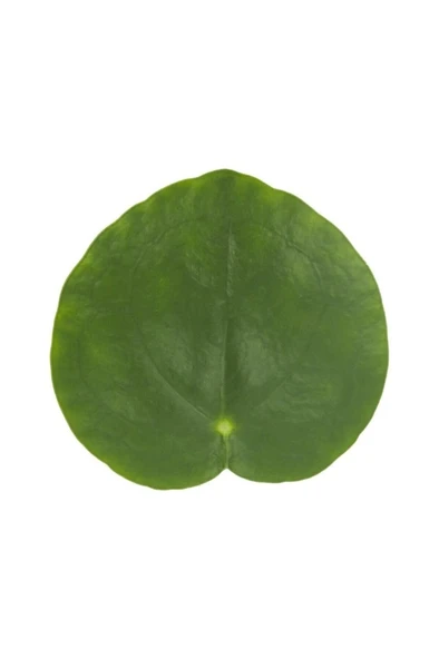 Salon Bitkileri Pilea Peperomioides Çin Para Bitkisi Iç Mekan Bitkileri - Resim 3