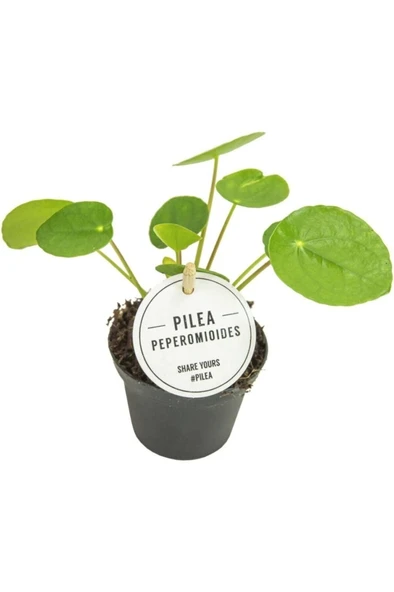 Salon Bitkileri Pilea Peperomioides Çin Para Bitkisi Iç Mekan Bitkileri - Resim 2
