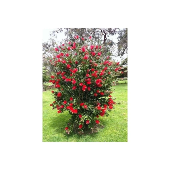 Fırça Çalısı Fidanı 30-60 cm ürün görseli