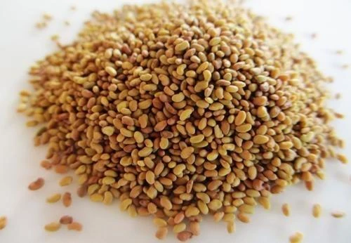 Kayseri Kaval Yonca Tohumu 10 Kg (130 cm boy) - 2