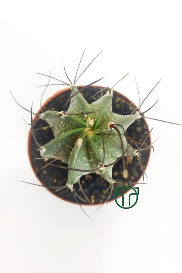 Kaktüs Özel Tür - Astrophytum Capricorne - 2