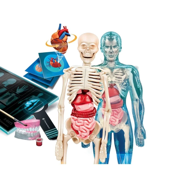 64474 Bilim ve Oyun - Süper Anatomi +8 yaş - Resim 2